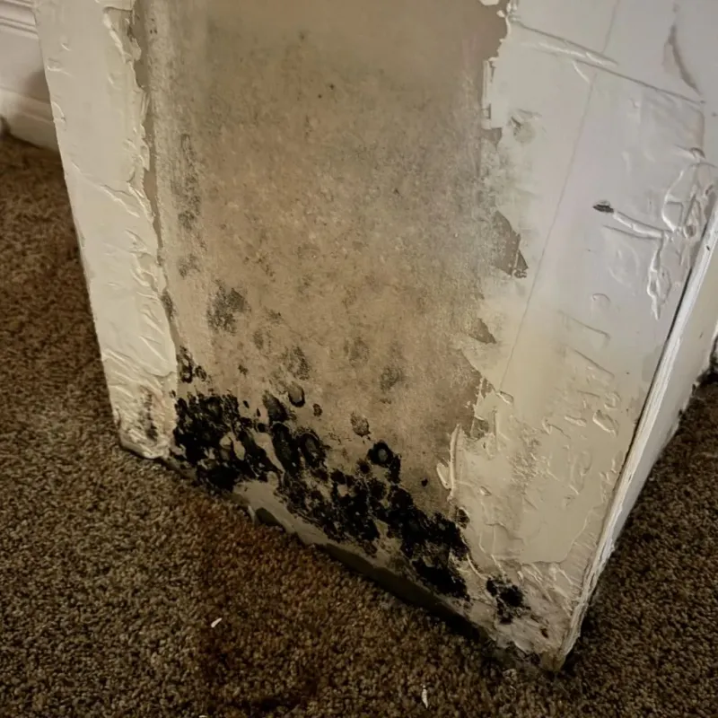 Professional Mold Removal in Jackson County, AL
